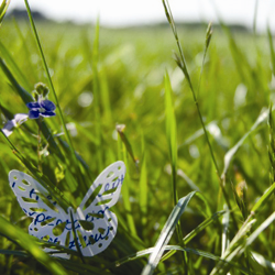 The Butterfly Catcher
