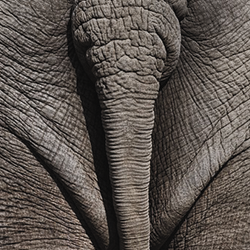 I saw an arse. Then I saw some testicles dangling underneath that same arse. Why? Well, it was funny, but it also served to undercut the posturing and assure us that these guys don’t take themselves too seriously.