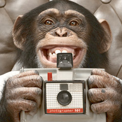 Ian Fox - Shutter Monkey (The Comedy Show With Pictures) - Free