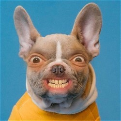 Spencer Jones: Dogs
