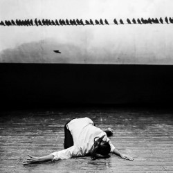 The Birds#1. Corpses
