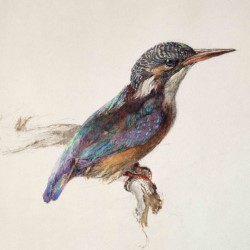 This is an exquisite insight into the work of one of the greatest drawers the world has known: every line is a craft, exact yet relaxed.
