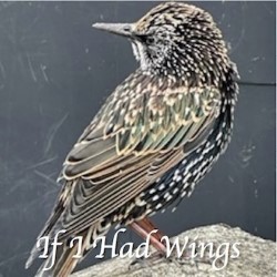 If I Had Wings