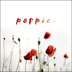 Poppies
