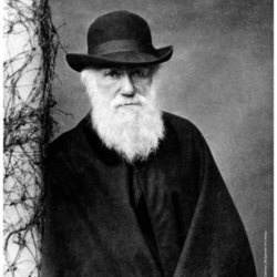 Mr Darwin's Tree