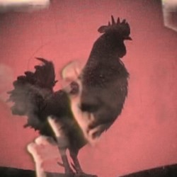 The Rooster Rebellion