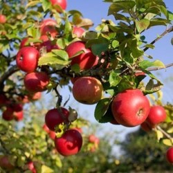 Single Varietal