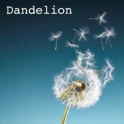 Dandelion