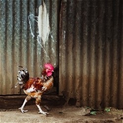 Chicken