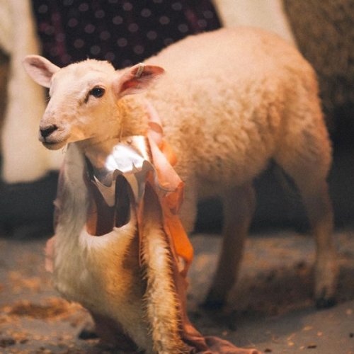 King Lear with Sheep