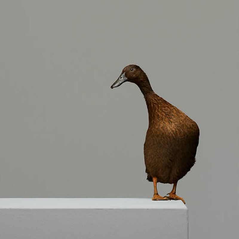 The Wild Duck